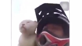 I forgot how the cat meows.
