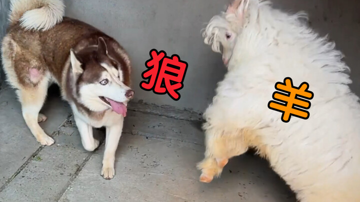 Apa yang akan terjadi kalau anjing dan domba tinggal bersama dalam satu ruangan?