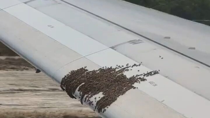 Sayap Boeing 737 diserbu lebah, sang kapten tiba-tiba memacu kecepatan—aliran udara yang kuat berhas