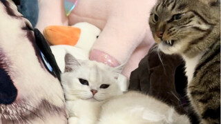 Bully other little kitties? Stinky Curly needs to receive a kiss punishment from Mom!