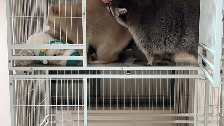 To be honest, I’m a raccoon spirit.