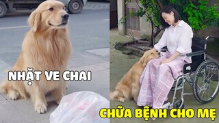 Lộ Hố | Cảm Động LỘ HỐ lang thang Kiếm Tiền Chạy Chữa Bệnh Cho Mẹ 😥 Gâu Đần Official