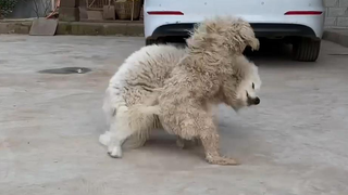A lost Samoyed showed up in the village and was chased and bitten by the local dogs—so pitiful!