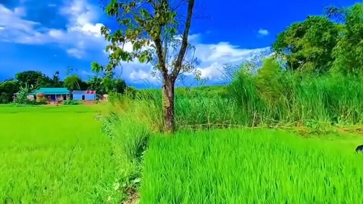 bangladesh beautyful view