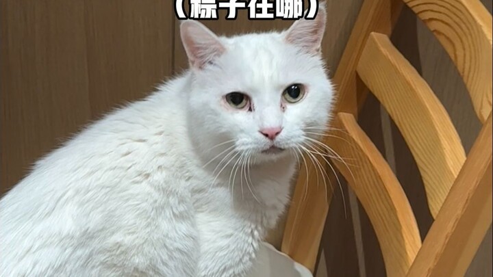 Da Mi, a cat who gets more and more gluttonous with age 👍