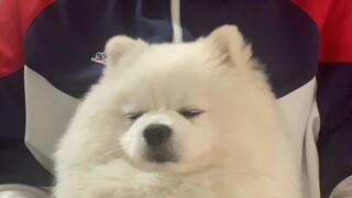 The blogger is suspected of not letting the puppy sleep for the sake of traffic?