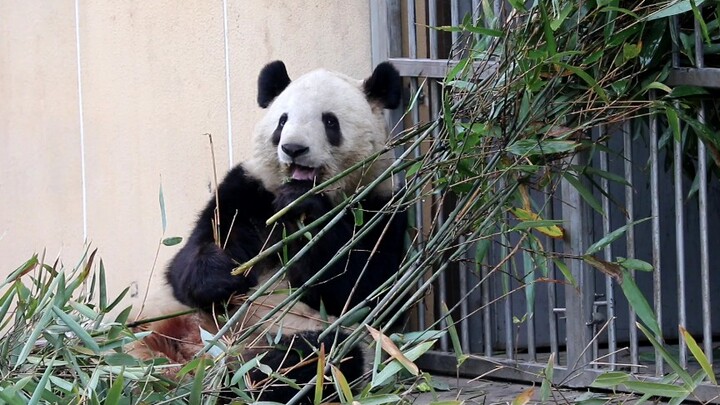 Yong Yong makan di depan pintu, ibu asuh mencubit gemas pipinya.