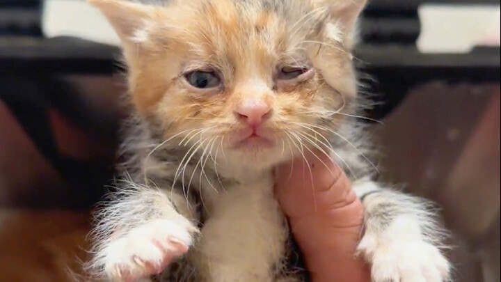 Warung kecil saya hampir bangkrut karena dimakan kucing-kucing liar.