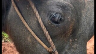 أينما ذهب بقرة نيو، تلازمه الذبابة المزعجة ولا يستطيع حتى أكل العشب براحة. حتى نظرات الغضب هذه ظهرت 