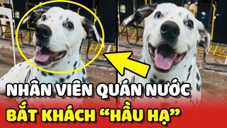 Chú chó bắt khách HẦU HẠ mình mỗi khi đến quán uống nước 😂 | Yêu Lu