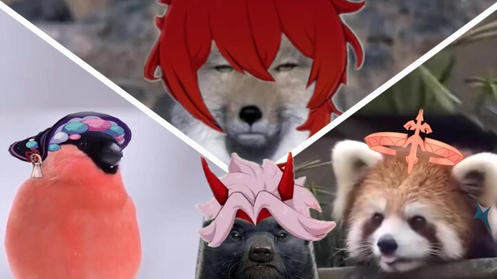 [Genshin Impact] But It's All Animals