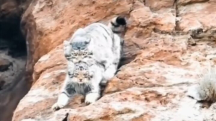 “أمّ الويسيت تهبط الجبل وهي تعض دُمية قماشية” جذابة لدرجة مُنفّرة!