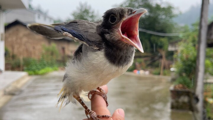 It was already hard enough to save you—now you’re even being picky about what you eat?