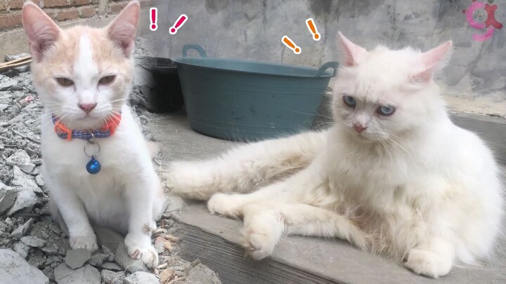 Gemesin!! Kucing 🐈 Cantik Dan Imut Bertingkah Lucu.☻😹