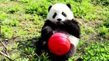 Panda Raksasa|Doudou