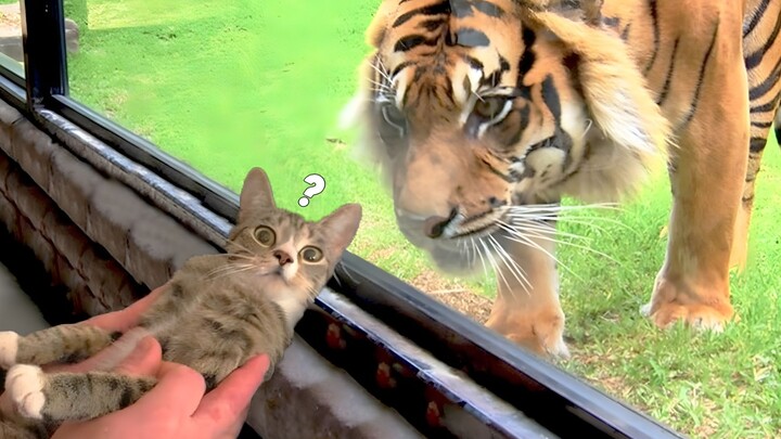 A Grand Showcase of Cute and Playful Animal Behavior!