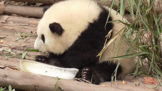 Kelakukan panda Hehua yang tidur di atas sebongkah es