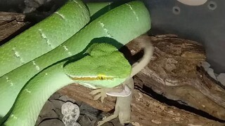 viper Suban makan cicak ( tropidolaemus subanulatus )