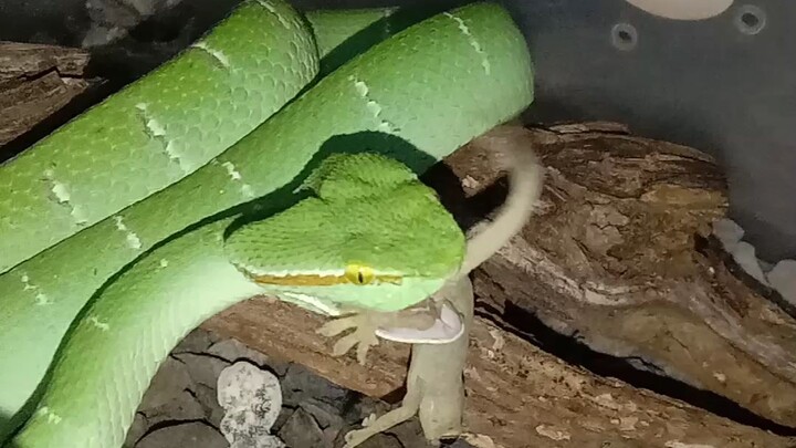 viper Suban makan cicak ( tropidolaemus subanulatus )