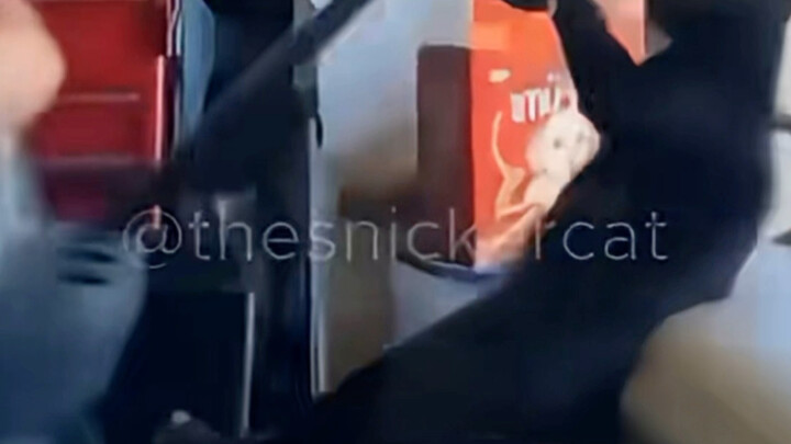 แมวน้อยขับรถคันใหญ่