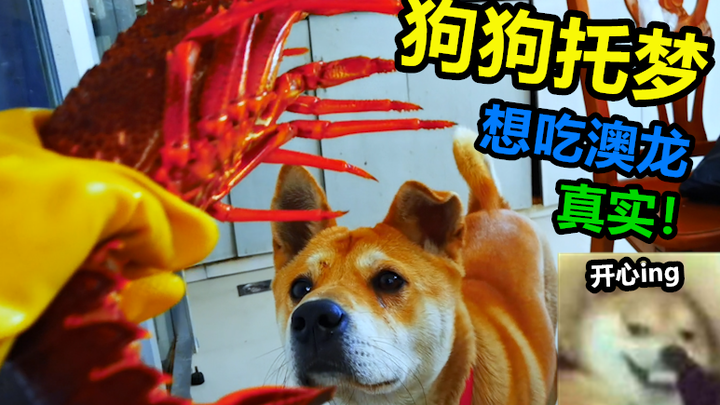 Tadi malam anjing saya bermimpi ingin makan lobster Australia. Saya menghabiskan 450 untuk membeli s