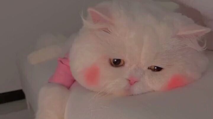 gemoy banget kucing nya 😍😘