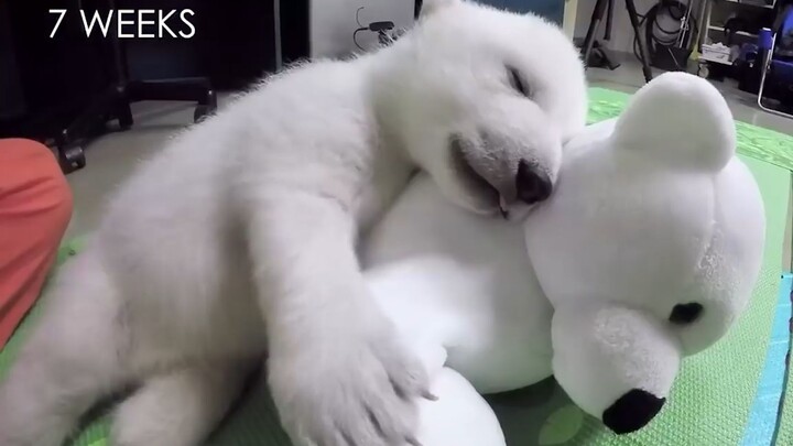 You'Re a Polar Bear Who's Going To Rule The North Pole!