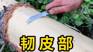 Eat the bark, mainly the phloem which is rich in sugars!