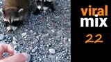 Raccoons dogs fails and more FUNNY & CUTE VIDEOS - viral mix 22