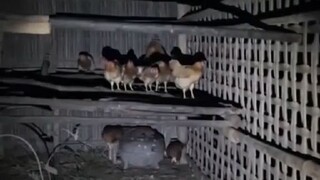 ผีปอบแอบมากินไก่..น่ากลังมาก..ตอนดึกๆระวังกันด้วยนะทุกคน