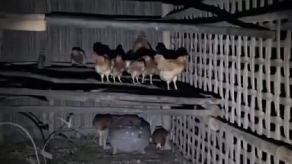 ผีปอบแอบมากินไก่..น่ากลังมาก..ตอนดึกๆระวังกันด้วยนะทุกคน