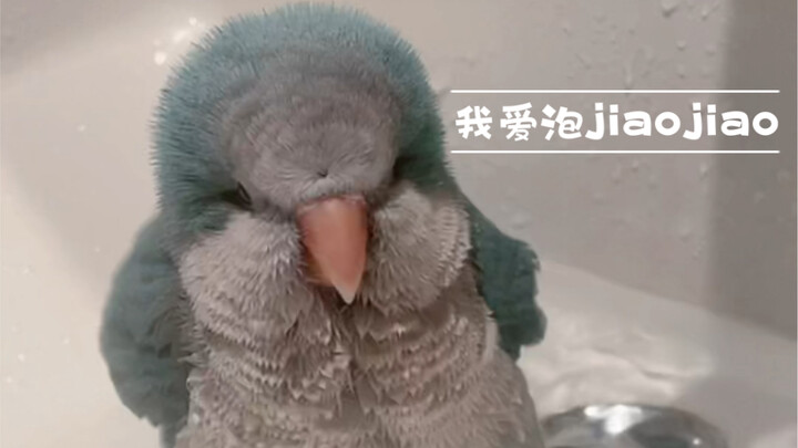 谁能拒绝毛茸茸，最后有惊喜