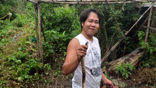 RẮN HẦM SẢ + NƯỚC DỪA NGON CHƯA TỪNG THẤY | CNTV