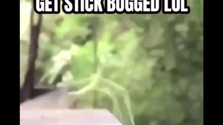 stick bugged