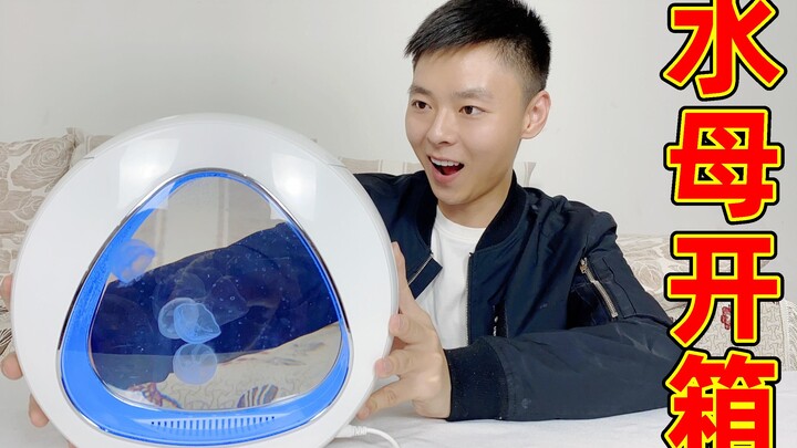 Jellyfish Unboxing: I bought four super-cute moon jellyfish—do these jellyfish sting?