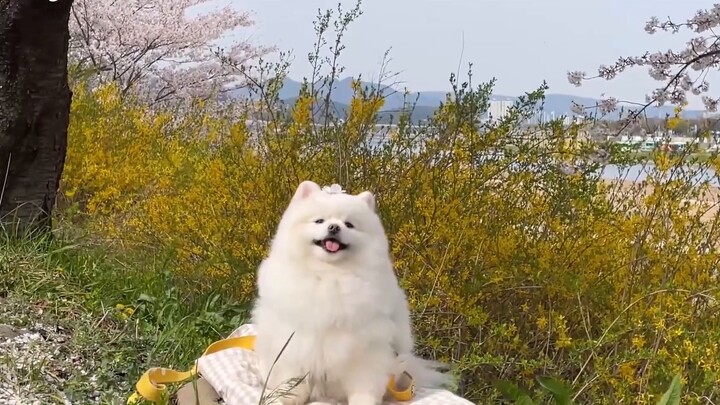 Anjing + bunga sakura = atraksi baru yang terkenal di internet