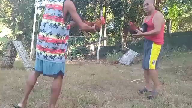 Perry Hatch/Ylh Vs. Stuart yellow legged hatch F1 JML farms Bacolod line.