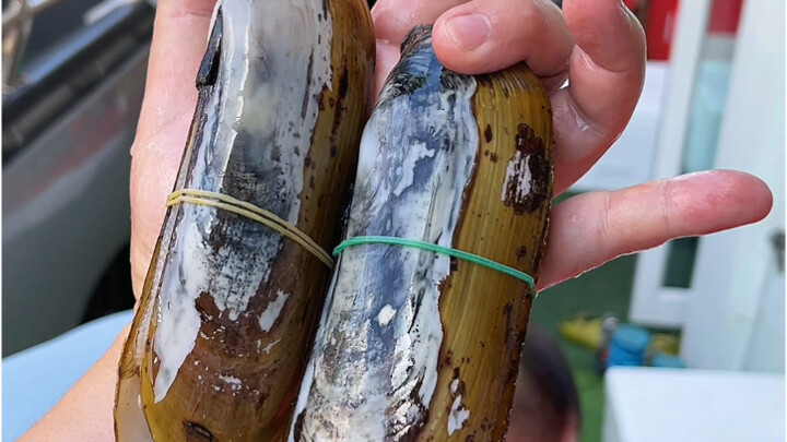 Masakan Thailand: Kerang raja raksasa dan langka yang ditumis dengan saus bawang putih pedas sangat 