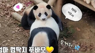 Animal|Naughty Panda Baby FuBao