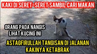 SUARA ANAK KUCING TANGISAN DI JALAN MINTA TOLONG KARENA KETABRAK..!