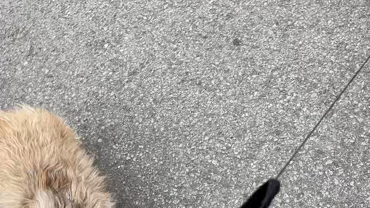 That neighbor’s dog looks pretty good.