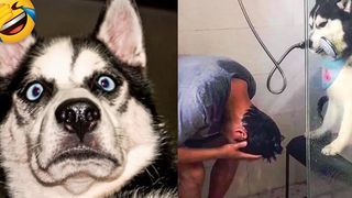 สุนัขและแมวน่ารักที่จะทำให้คุณหัวเราะ 😂 - รวมภาพสัตว์ตลก 3