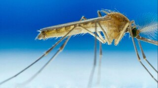 Phát ra tiếng "喔", có thể triệu hồi muỗi?