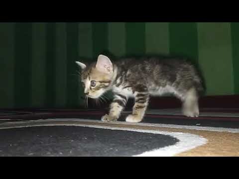 Viral Anakan kucing jawa kawin sama kucing persia Lucu Banget