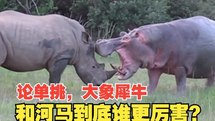 When it comes to one-on-one battles, who’s really stronger: elephants, rhinos, or hippos?
