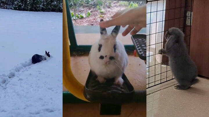 الأرنب التعس