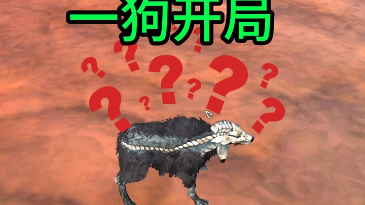 Một con chó khởi đầu vô địch thiên hạ