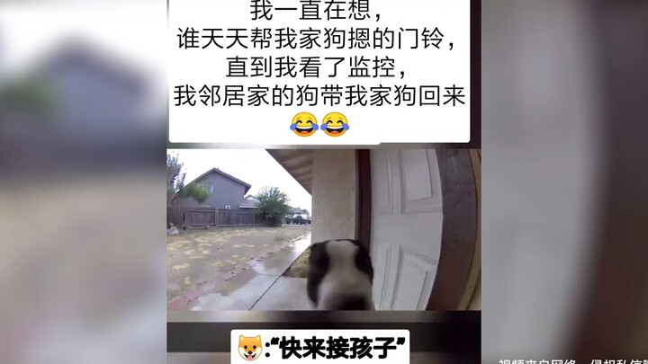 Tuan rumah heran setiap hari ada yang menekan bel pintu—ternyata anjing tetangga yang bantu menganta