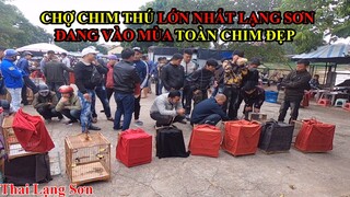 CHỢ CHIM THÚ LỚN NHẤT LẠNG SƠN ĐANG VÀO MÙA MỌI NGƯỜI XÚM VÂY QUANH XEM CHIM THÚ ĐẸP IThai Lạng Sơn