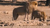 African lion hunting seasons
